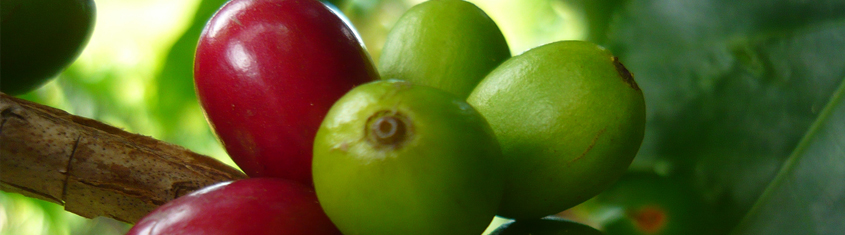 Le grain de café